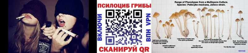 сколько стоит  Муром  Псилоцибиновые грибы Psilocybe 